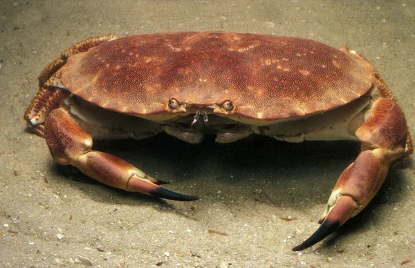 TOURTEAU cáncer pagurus — Foto de Stock