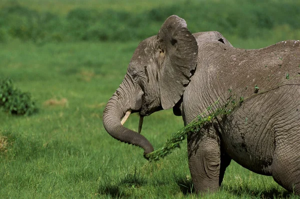 Elephant D 'Afrique loxodonta africana — Φωτογραφία Αρχείου