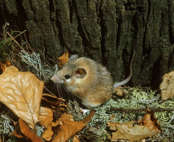 SOURIS EPINEUSE acomys dimidiatus — Stock Photo, Image