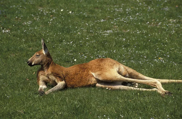 Kangourou Roux macropus rufus — Stockfoto