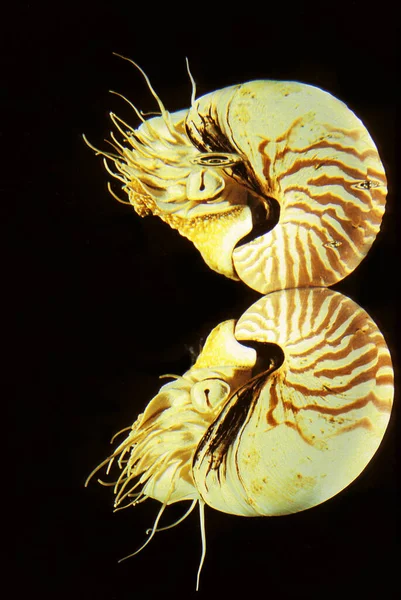 NAUTILE nautilus macromphalus — ストック写真