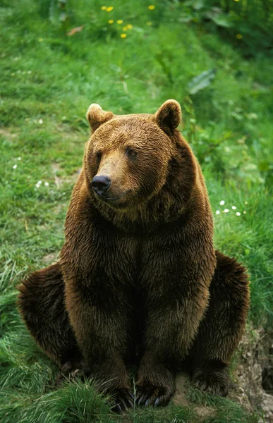 Brun ursus arctos fajunk — Stock Fotó