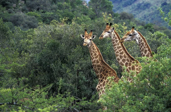 Girafe De Rothschild giraffa camelopardalis rothschildi — Stockfoto