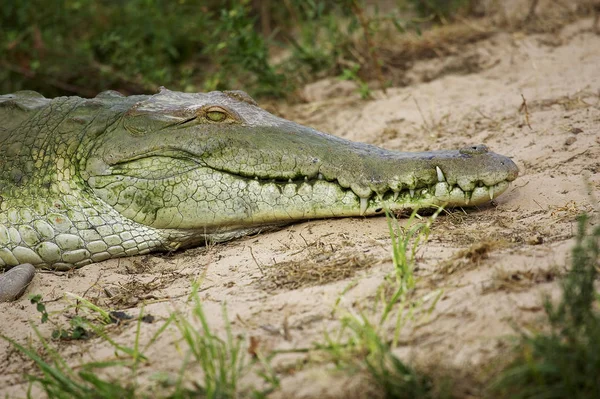 CROCODILE DE L 'ORENOQUE crocodylus intermedius — Fotografia de Stock