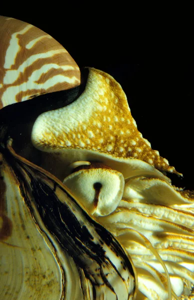 Nautile nautilus macromphalus — Photo