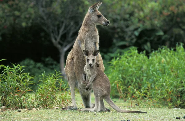 Kangourou Geant macropus giganteus — Zdjęcie stockowe