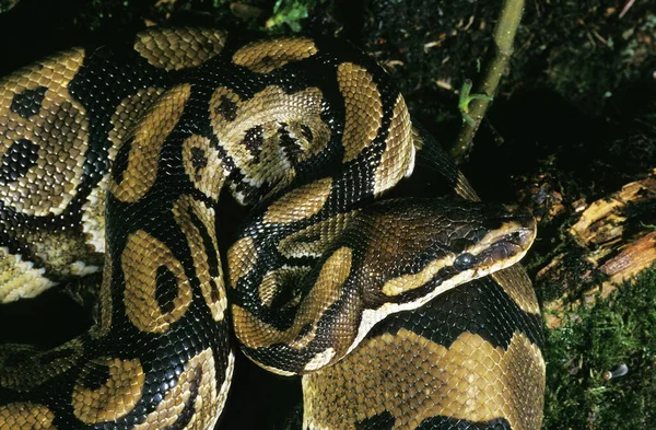 Python Royal python regius — Fotografia de Stock