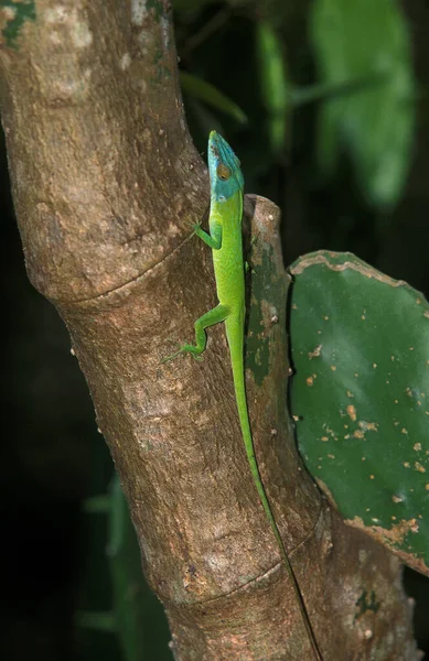 ANOLIS VERT anolis carolfsis — стоковое фото