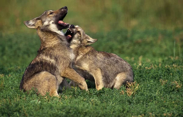 LOUP D 'EUROPE canis lupus — Fotografia de Stock