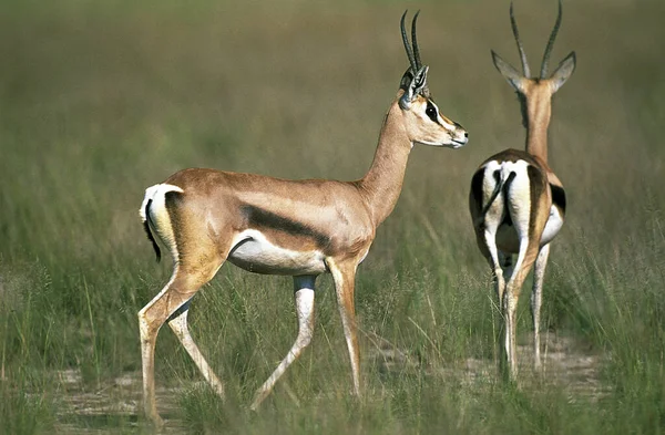 Gazelle De Grant gazella granti — Stockfoto
