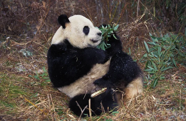 Nagypanda ailuropoda melanoleuca — Stock Fotó