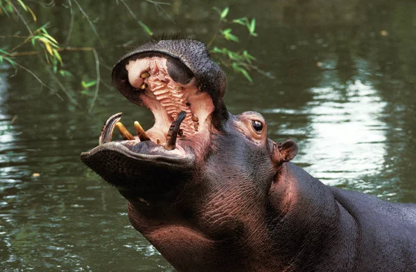 Hippopotame hippopotamus amfibie — Stockfoto