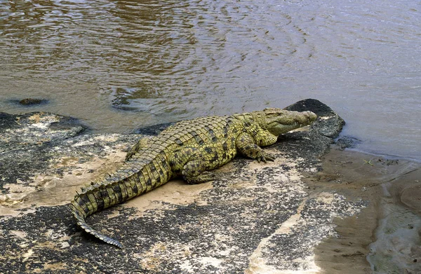 Krokodil Du Nil crocodylus niloticus — Stock Fotó