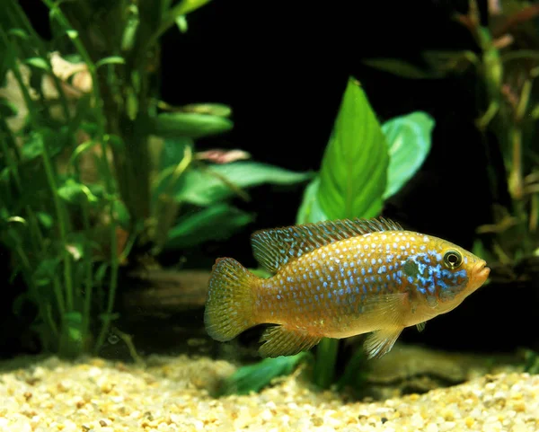 Poisson hemichromis lifalili — 图库照片