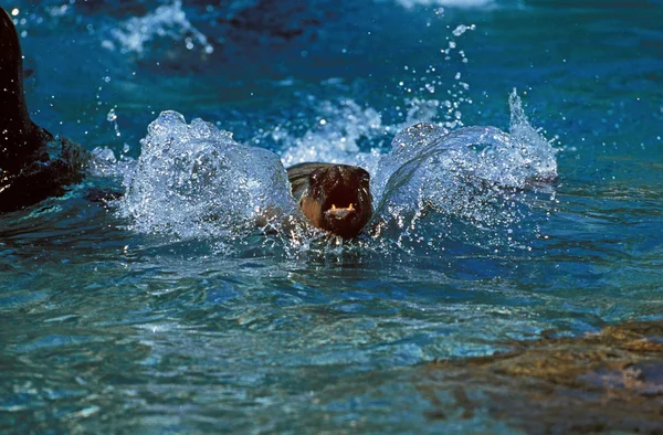 Havskräfta (arctocephalus) — Stockfoto