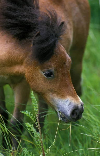 AMÉRICA DE MINIATURA CHEVAL —  Fotos de Stock