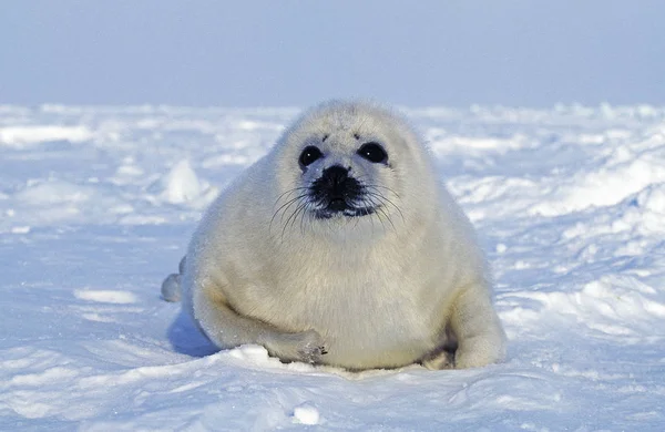 Phoque Du Groenland pagophilus groenlandicus — стокове фото