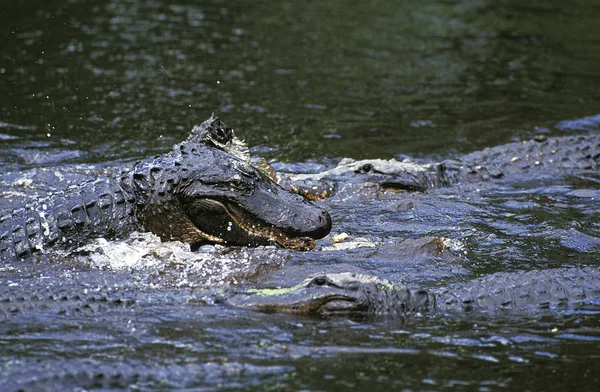 Alligator Amerikanischer Alligator mississipiensis — Stockfoto
