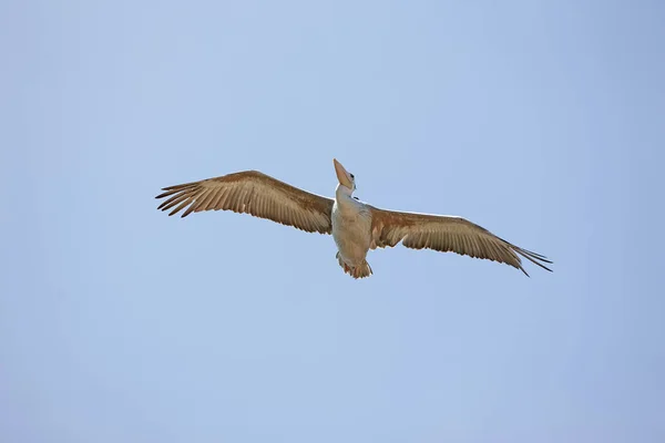 Pelikán Gris pelecanus rufescens — Stock Fotó