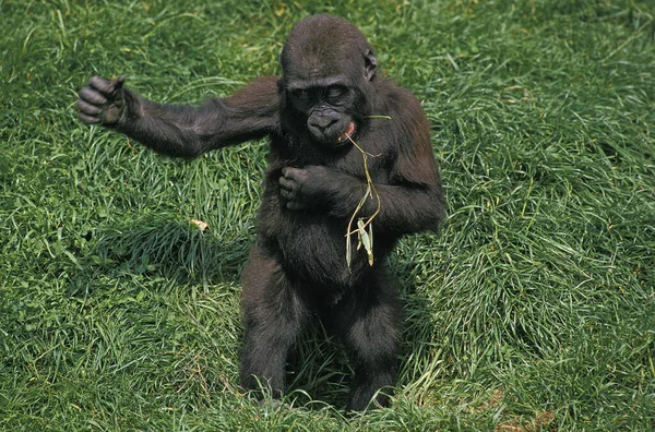 GORILLE DE PLAINE gorilla gorilla graueri — Stock Photo, Image