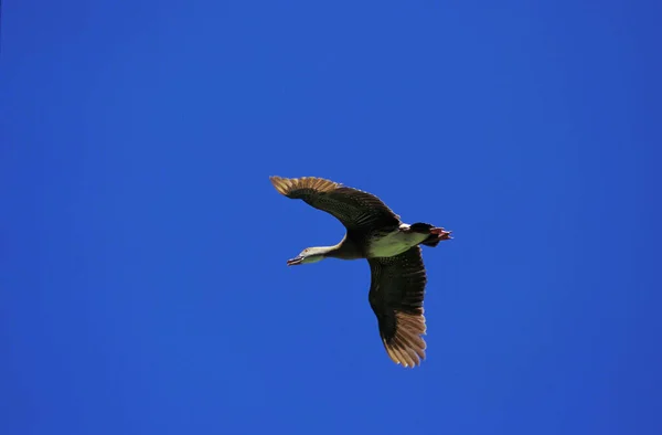 Dendrocygne D 'Eyton dendrocygna eytoni — Stok fotoğraf