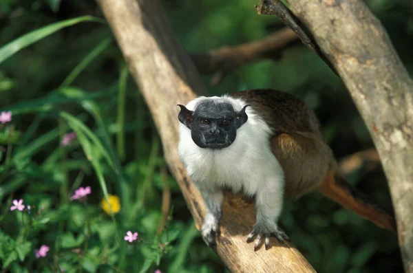 TAMARINA BICOLORE saguinus bicolor bicolor — Foto de Stock