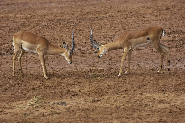 Impala-Aepyceros melampus — Stockfoto