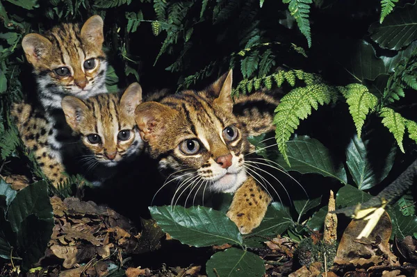 Csevegés Du Bengale prionailurus bengalensis — Stock Fotó