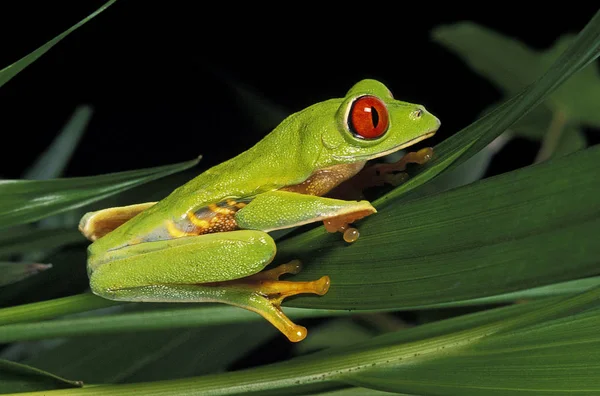 Rainette Aux Yeux Rouges agalychnis callidryas —  Fotos de Stock