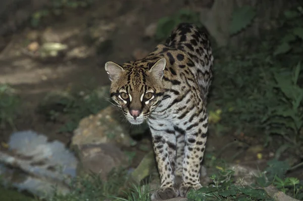 Ocelot Pardalis Leopard — Zdjęcie stockowe