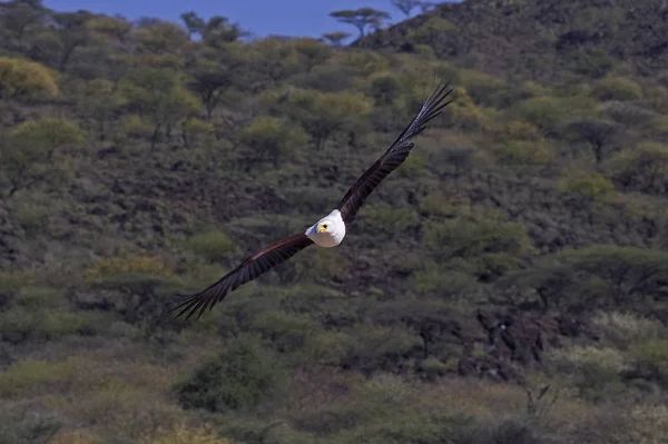 Aigle Pecheur D 'Afrique haliaeetus vocifer — Stock fotografie