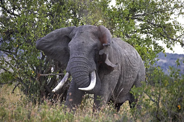 ELEPHANT D'AFRIQUE loxodonta africana — Stock Photo, Image