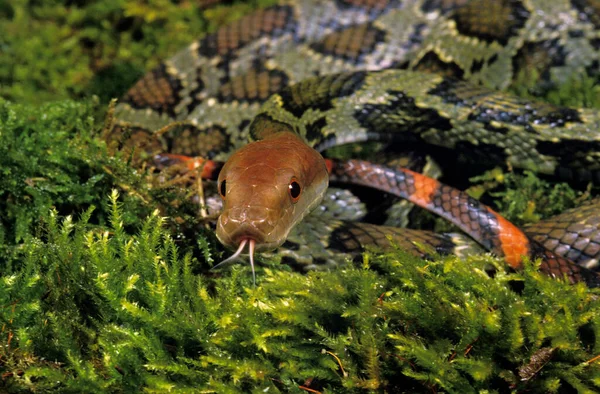 뱀 elaphe elaphe moellendorffi — 스톡 사진