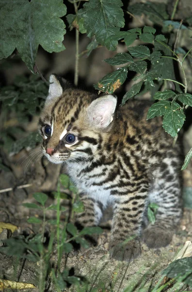 Ocelot leopardus pardalis — Stock fotografie