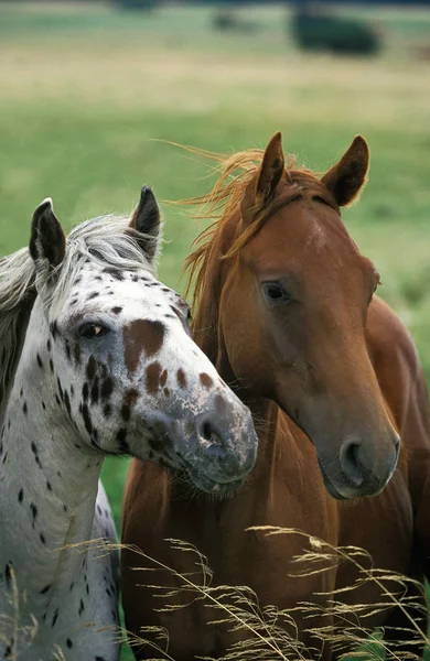 Vernice cavallo — Foto Stock