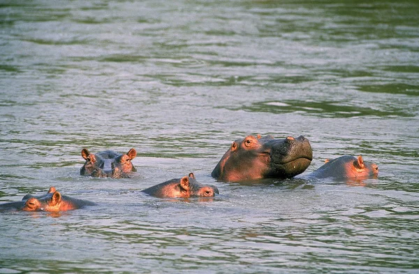 HIPPOPOTAME hipopótamo anfibio —  Fotos de Stock