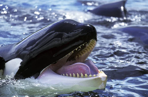 Orque Epaulard orcinus orca — Fotografia de Stock