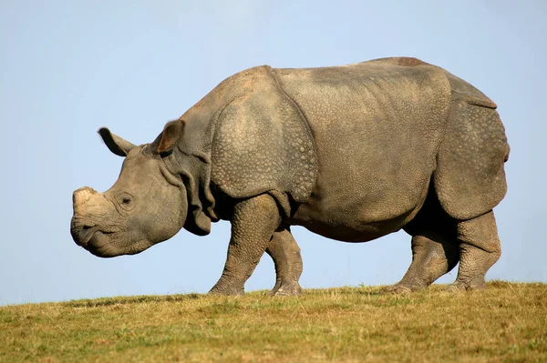 RHINOCEROS INDIEN rhinoceros unicornis — Stock Photo, Image