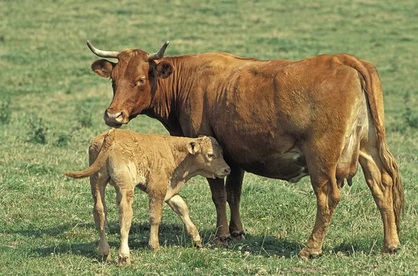 Limousin — Stok fotoğraf