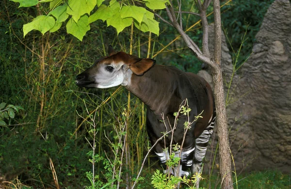 Okapi okapia johnstoni — Foto Stock