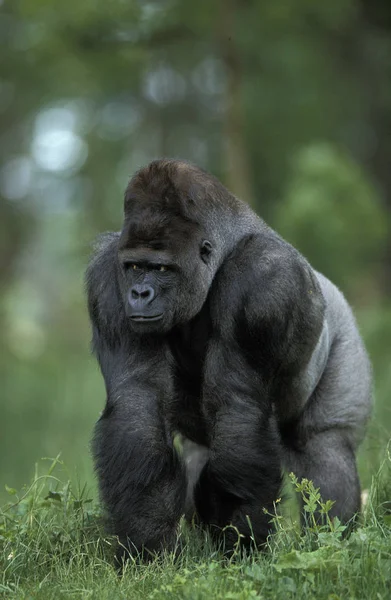 Gorille De Plaine gorilla graueri — Foto de Stock