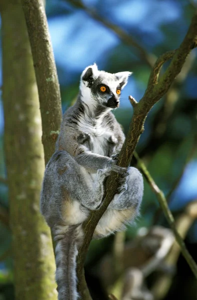 Maki Catta lemur catta — Foto de Stock