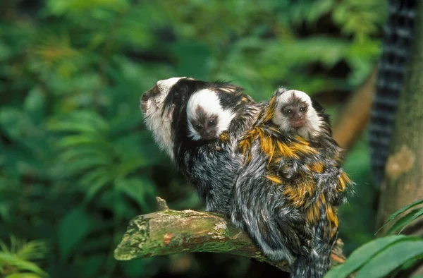 Ouistiti De Geoffroy callithrix geoffroyi — Fotografia de Stock