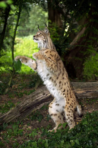 Luchs boreal felis lynx — Stockfoto