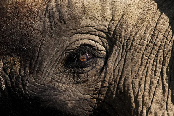 ELEPHANT D'AFRIQUE loxodonta africana — Stock Photo, Image
