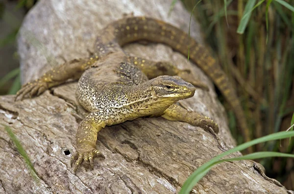 VARANO DE GOULD varanus gouldi — Fotografia de Stock