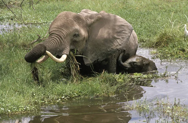 Olifant D 'Afrique loxodonta africana — Stockfoto