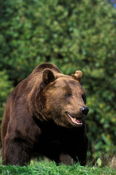 OURS BRUN ursus arctos