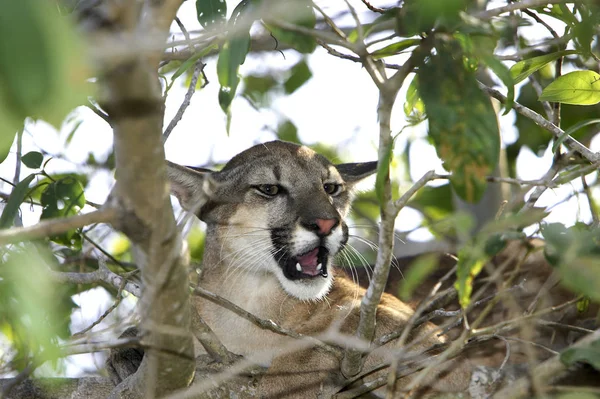 Puma puma concolor — Stok fotoğraf