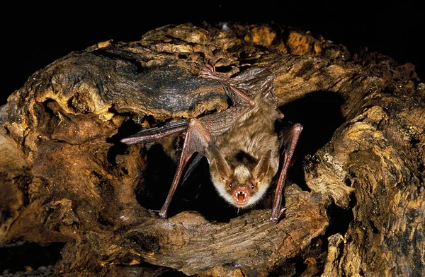 Grand Murin myotis myotis — Stock fotografie